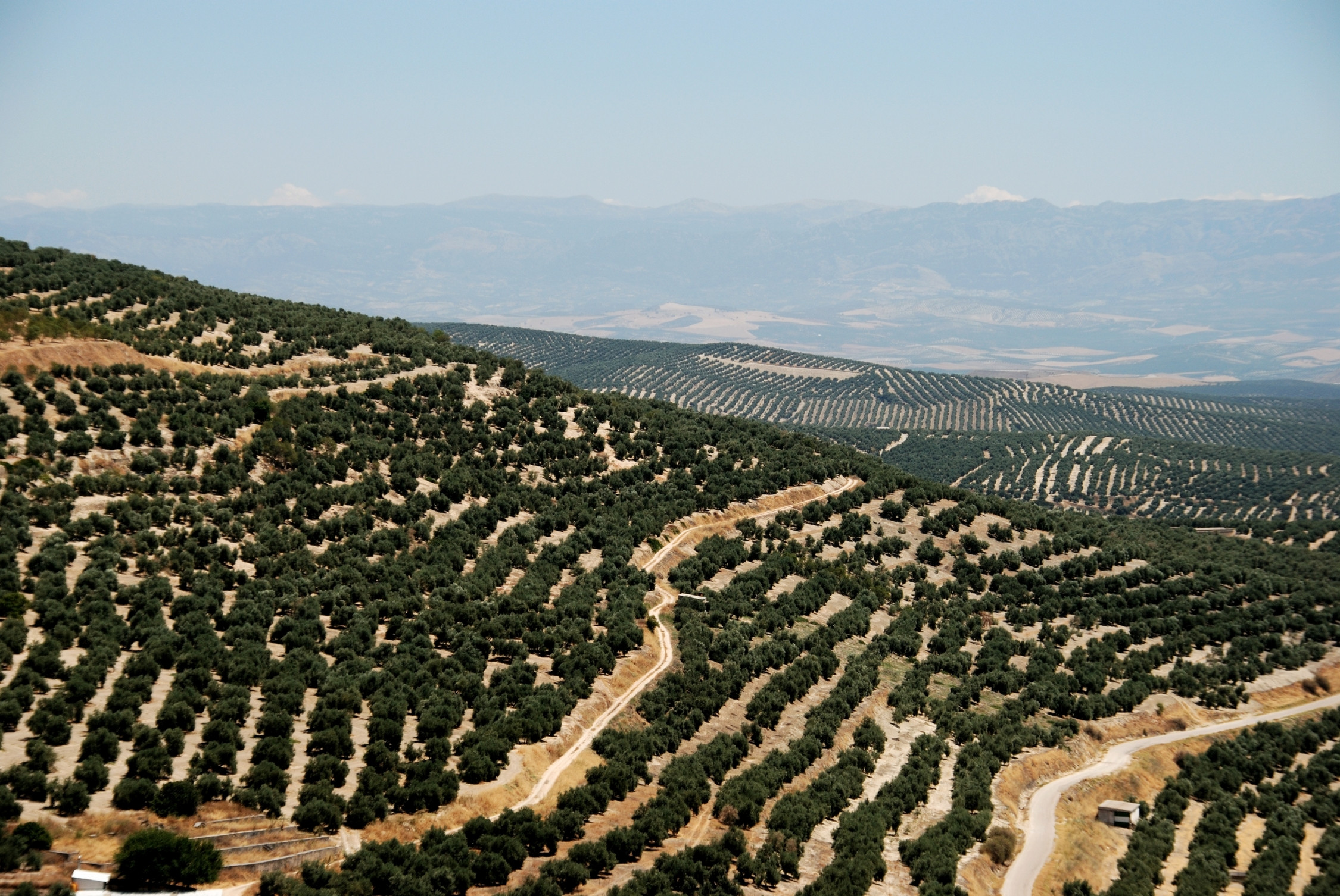 El sector del olivar de Cooperativas Agro alimentarias de España