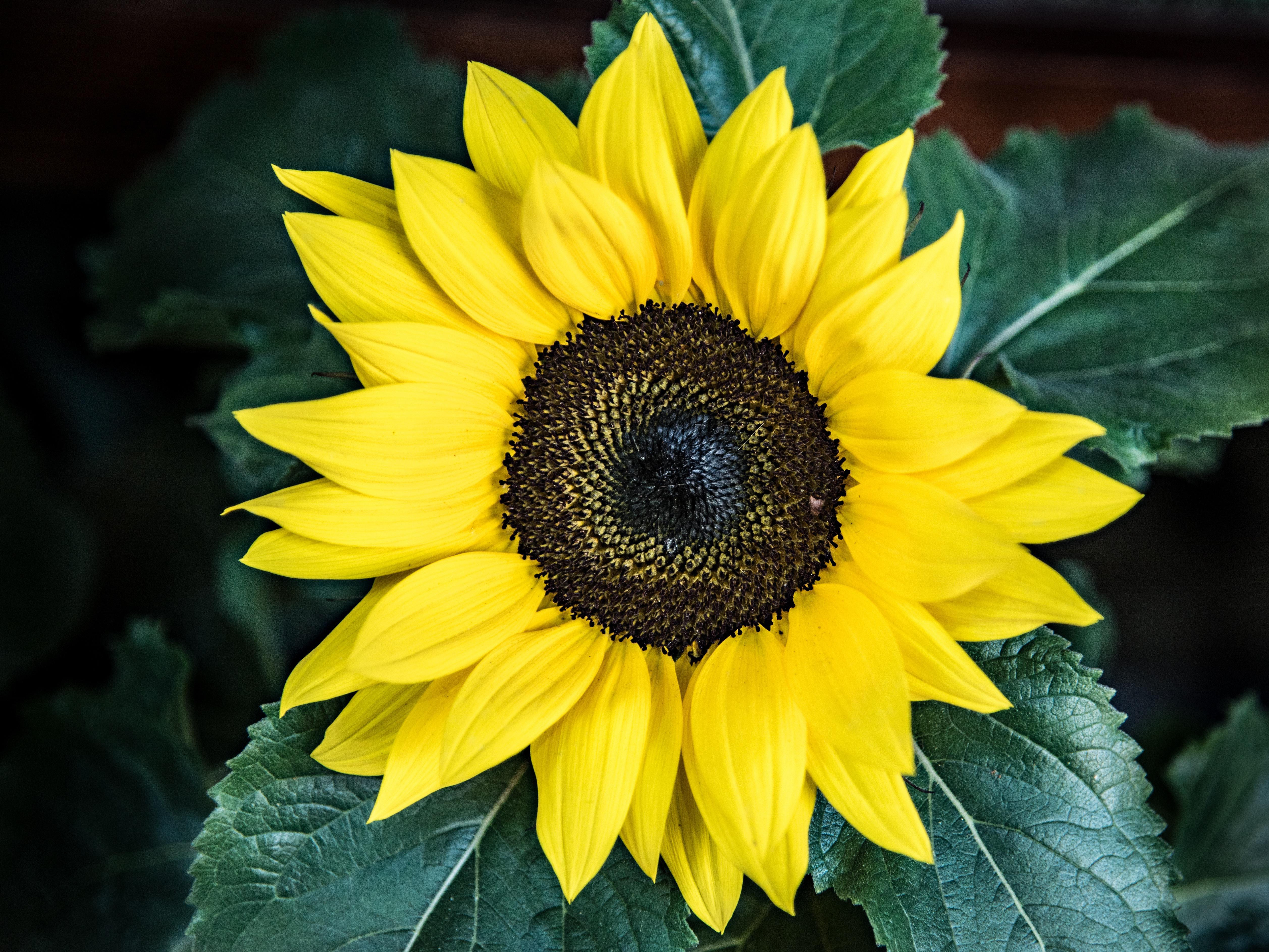 Las altas temperaturas provocan una reducción de los rendimientos en el  girasol