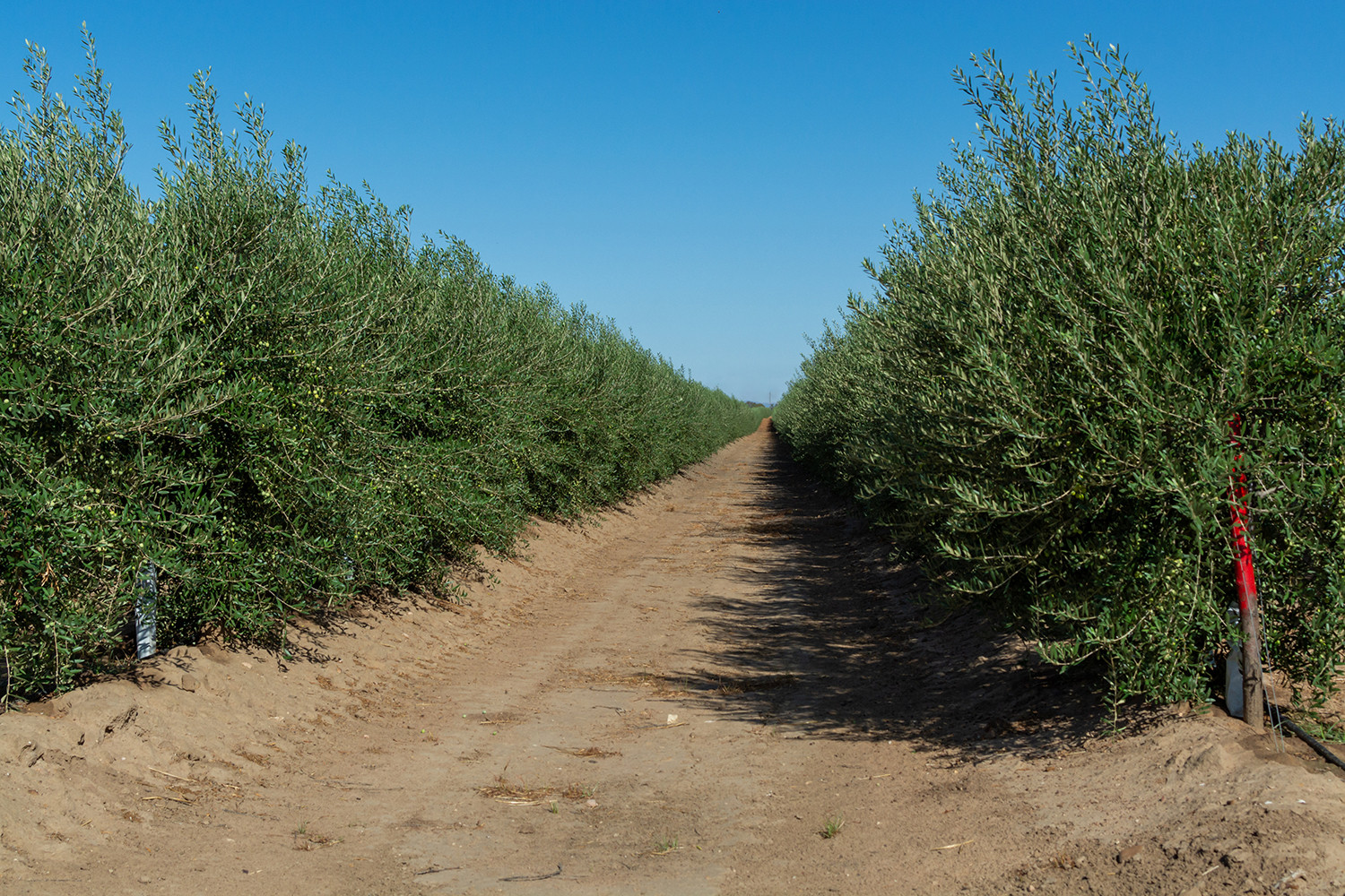 El Olivar En Seto Herramienta De Transformaci N Del Sector Oliv Cola Mundial