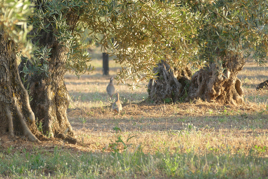 Olivares vivos dia22 biodiversidad perdices olivar oleo 5140