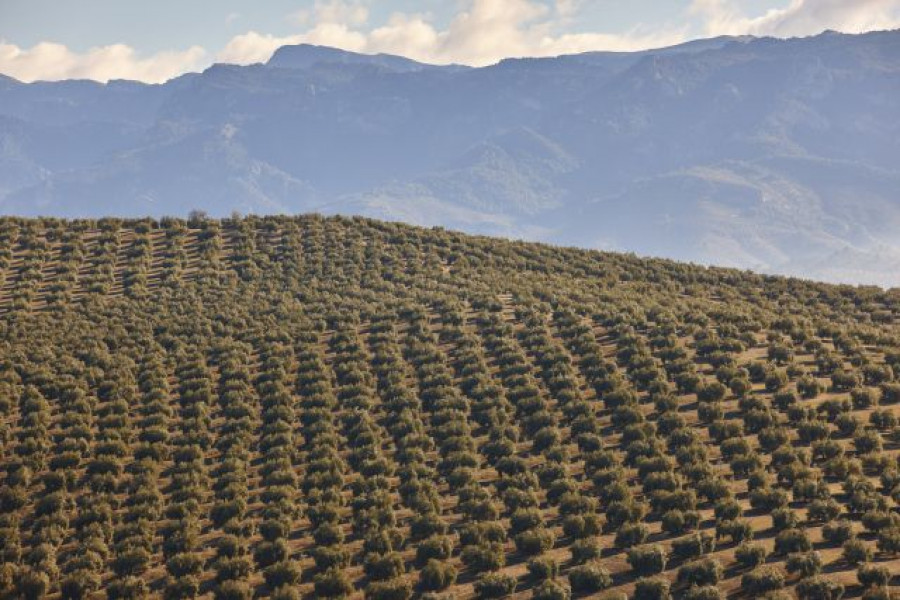 Olivos andalucia jaen informe uja oleo