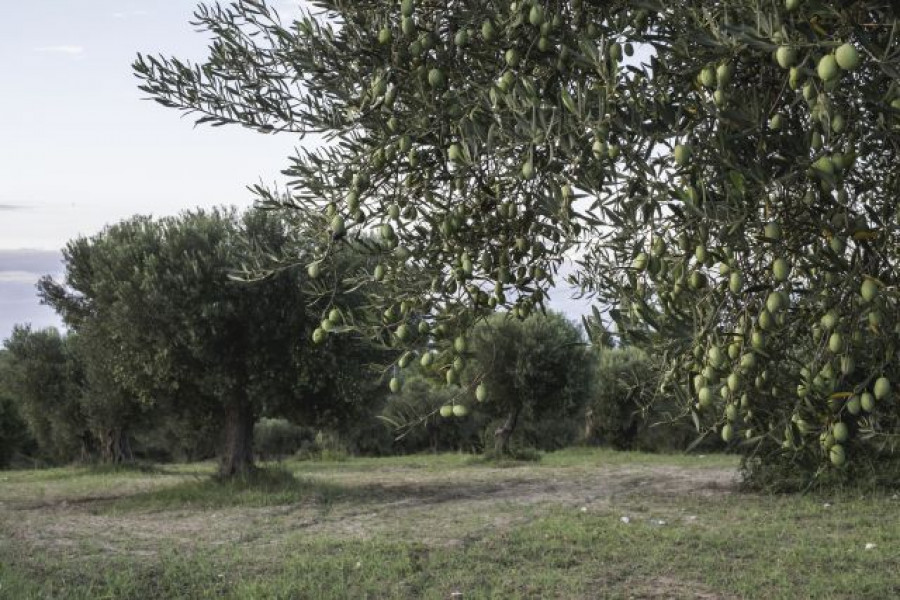 Olivar ecologia andalucia oleo