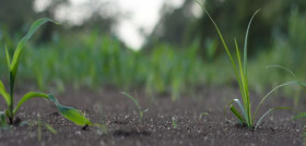 Suelos agricolas oleo