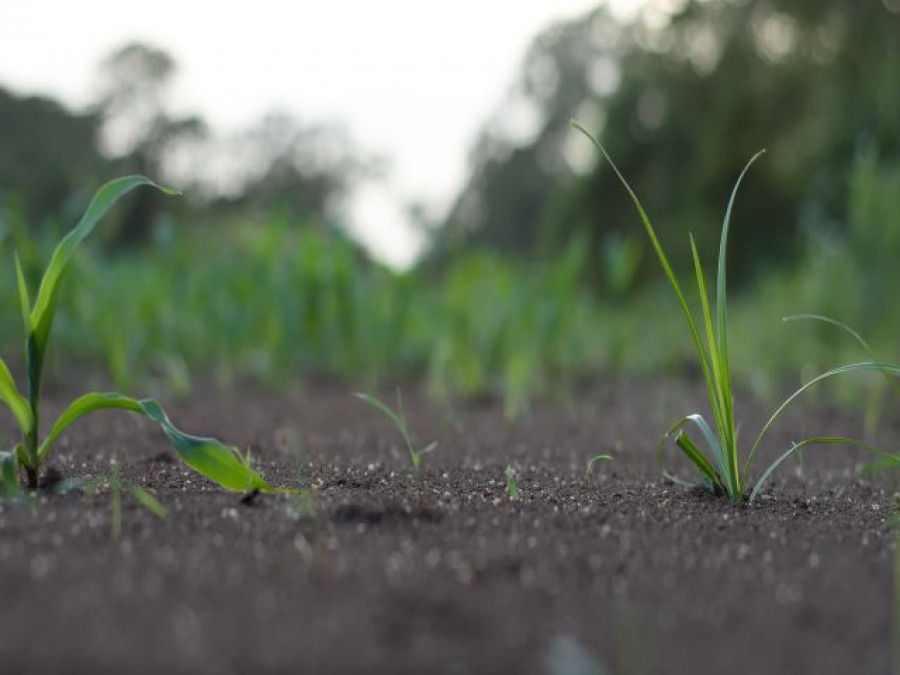 Suelos agricolas oleo