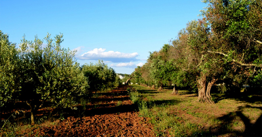 Apulia variedades 4070