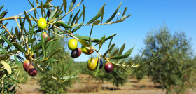 Aceitunacoi 3851