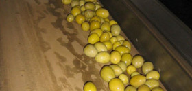 Aceituna 3016