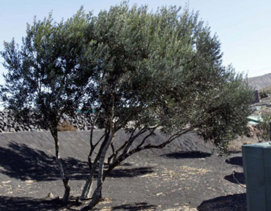 Cabildo lanzarote 2985