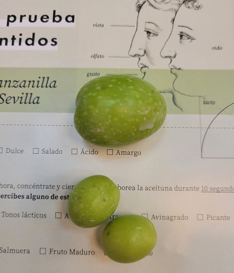 Prueba cata aceitunas hosteleria sevilla oleo 271022