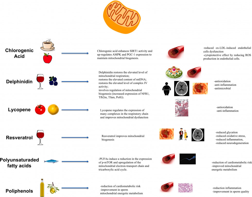 Dietamed mitocondiras oleo 250423