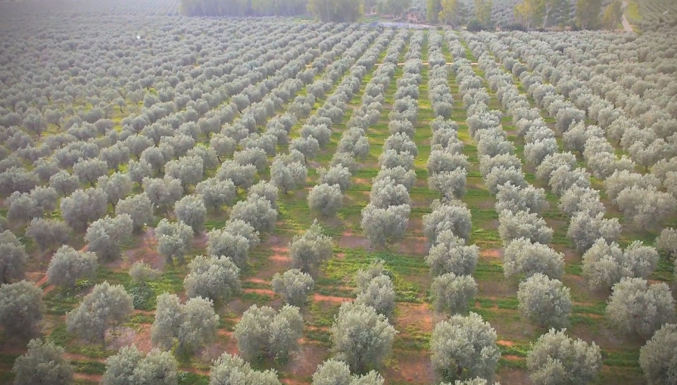 Campo de olivos