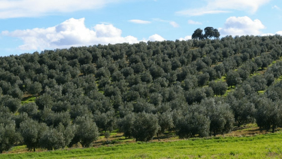 Finca La Pontezuela variedades sequia uco oleo190623