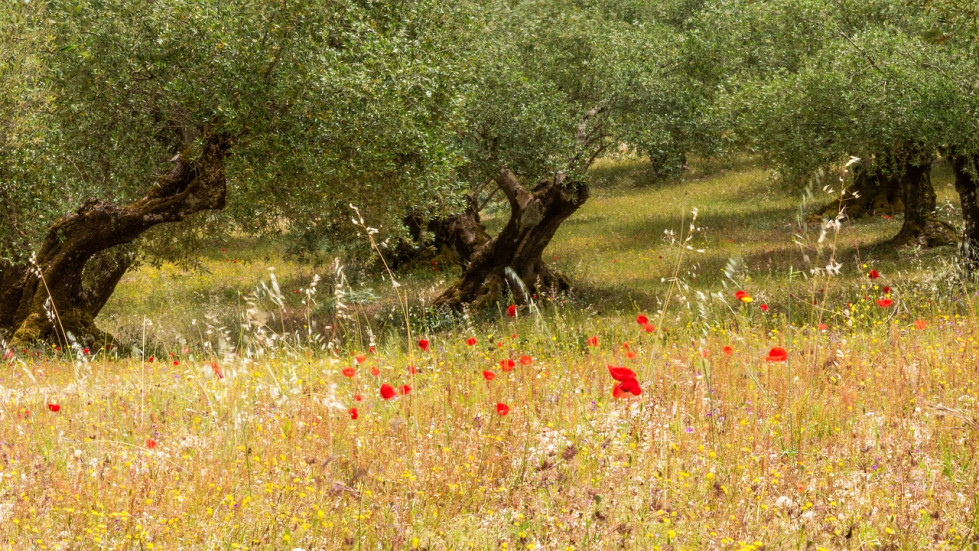 Curso olivicultura ecologica seae 071123