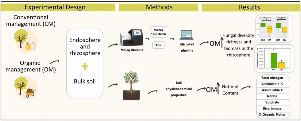 Estudio biofertilizantes olivo eez ias oleo081123