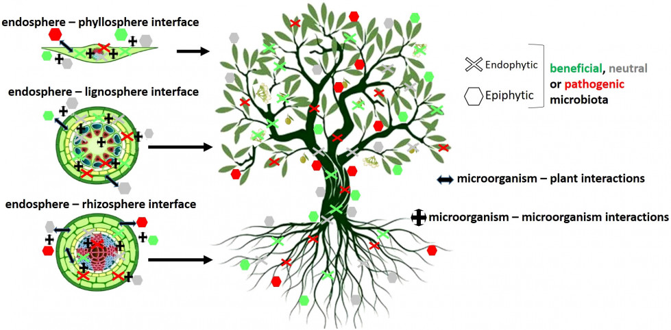 Estudio microbiota olivar ezz oleo131123