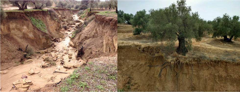 FOTO OLIVARES ESCORRENTÍA Cubiera erosionada194 oleo131123