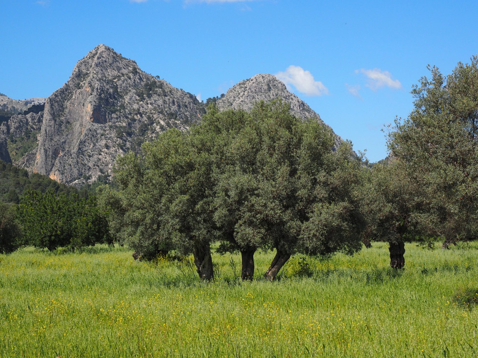 Hidrolivar olivar mallorca pixabay oleo291223