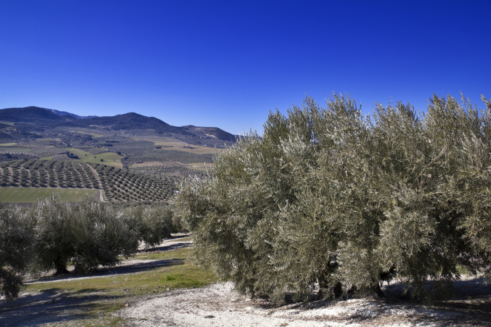 Olivar granada regadio Jayena  Fornes oleo100124