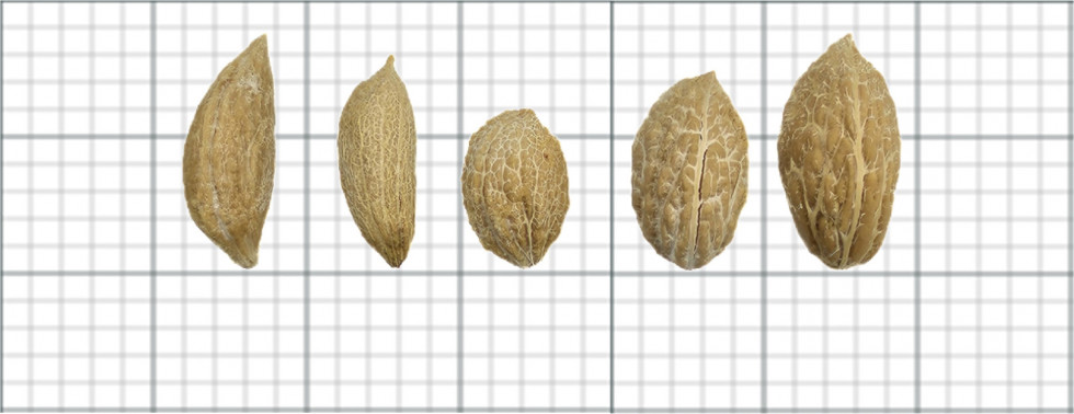 Ia variedades aceituna uco oleo310124