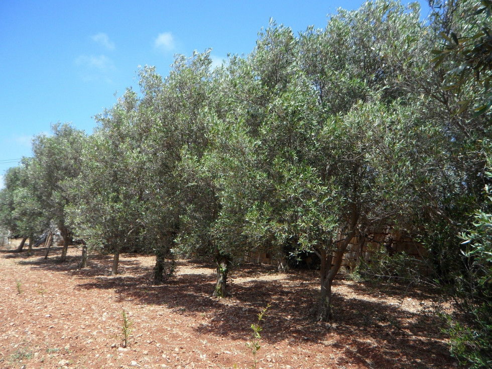 Sanidad vegetal premio inuo oleo050224