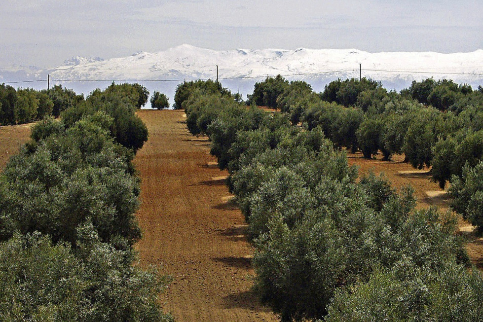 Sierra nevada olivares pixabay acuerdo sevena oleo140224