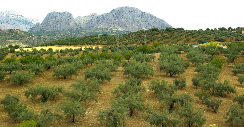 Ifapa proyectos olivar oleo150224