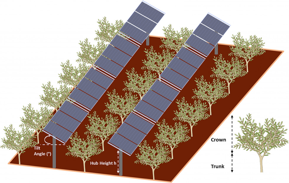 Agrivoltaica olivar oleo060324