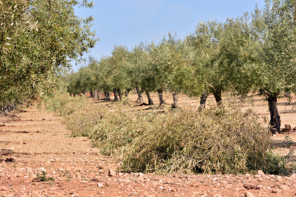 Subproductos olivar uja coi oleo150324