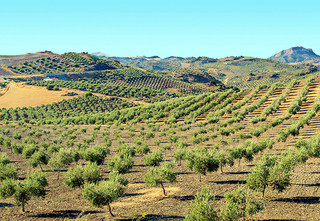 Olivar andalucia subalma oleo210324