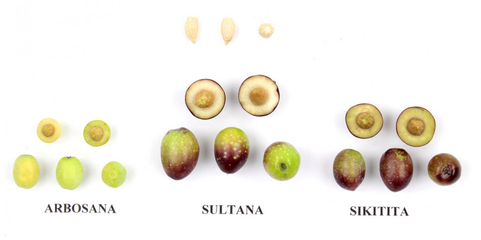 Sultana hort science oleo110424