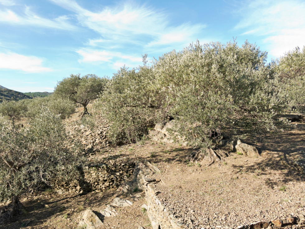 Olivares cataluña cap de creus girona oleo190424