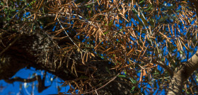 Xylella fastidiosa extremadura vigilancia oleo160524