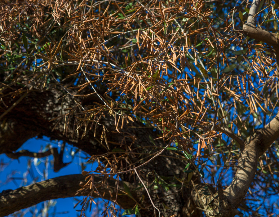 Xylella fastidiosa extremadura vigilancia oleo160524