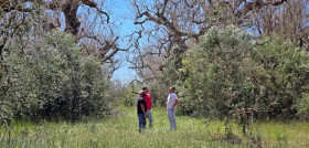 BALAM Agriculture visita a una de las fincas afectadas por Xylella Fastidiosa en Italia oleo080524