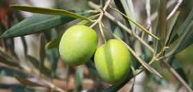 Olives leaves Copyright by  Nat Aggiato Pixabay oleo300524