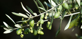 Olives ioc ucdavisolive oleo100624