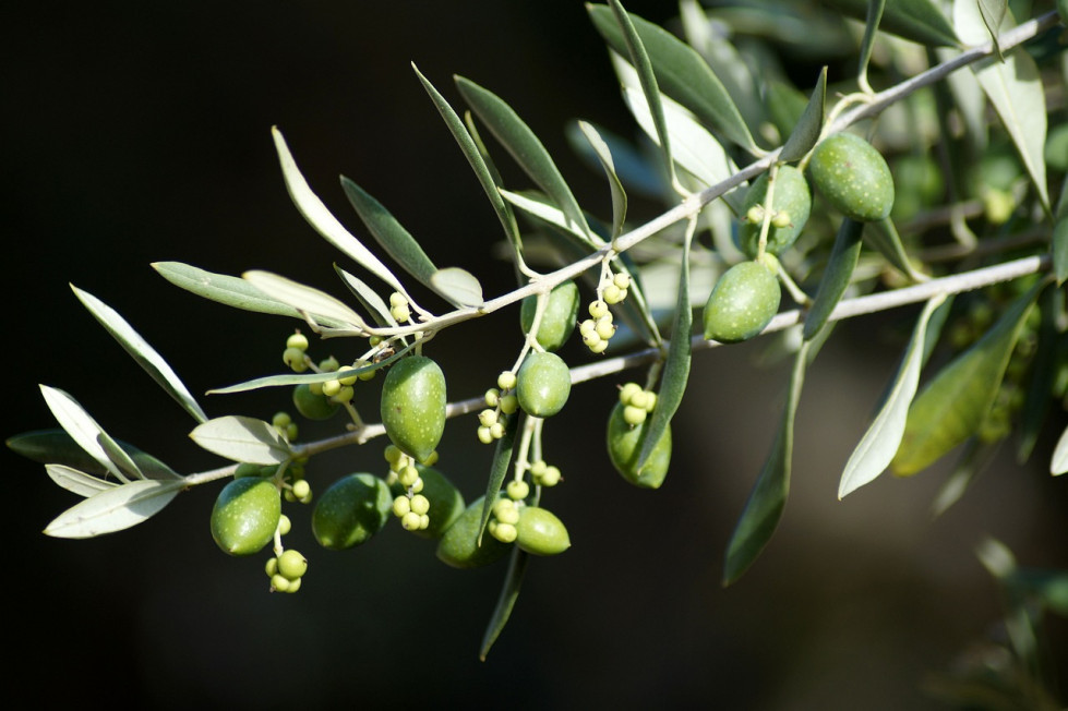 Olives ioc ucdavisolive oleo100624