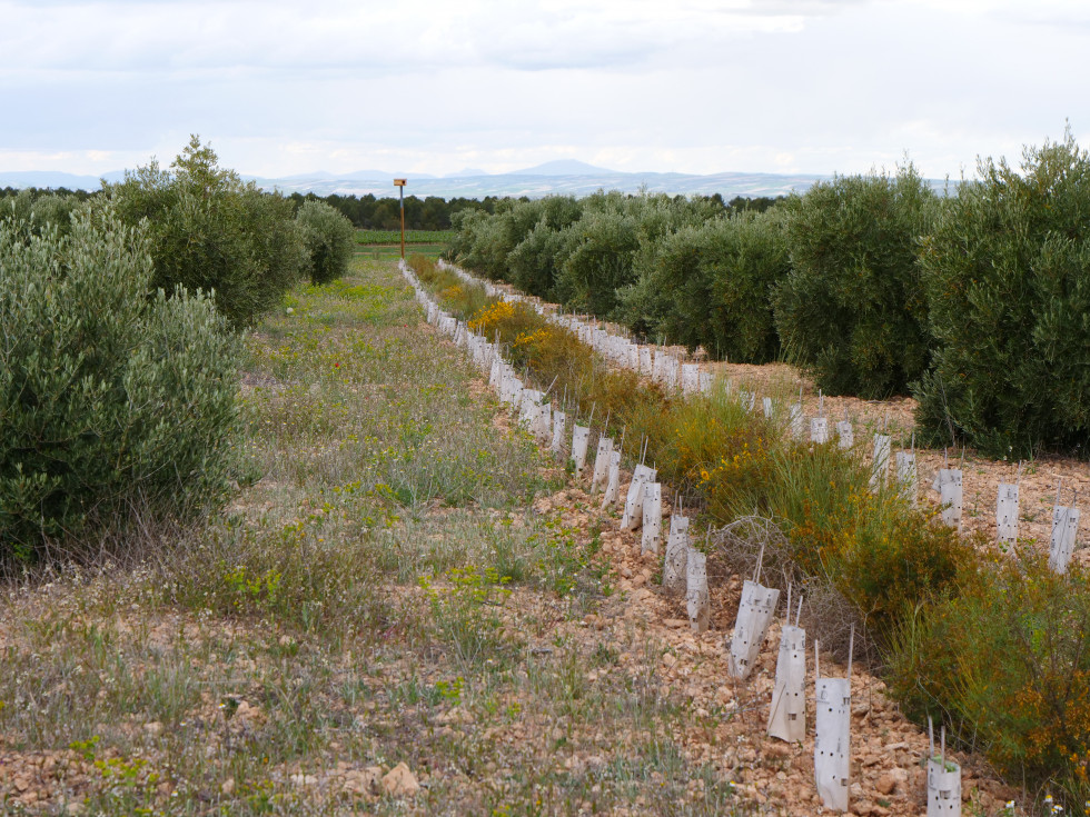 Restauración de zona improductiva (primer plano) y poste con caja nido para aves en un olivar Granada oleo190624