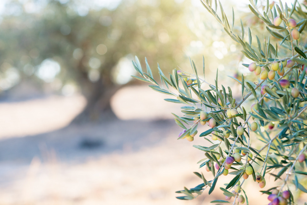 Olivar puglia appa oleo120724