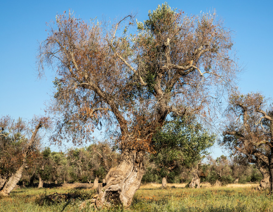 Xylella Salento olviar efsa actualizacion oleo170724