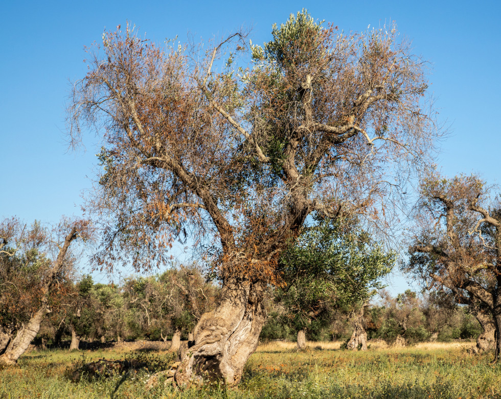 Xylella Salento olviar efsa actualizacion oleo170724