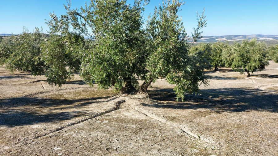 Olivo con poza e hidroinfiltrador oleo197 oleo190724