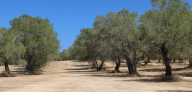 Olivar sequía cataluña oleo260724