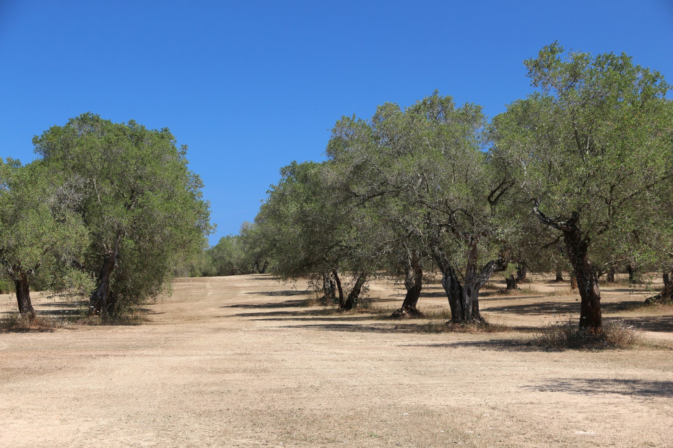 Olivar sequía cataluña oleo260724