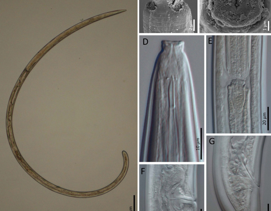 Soil O Live nematodo oleo02092024