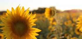 Asaja cordoba campaña girasol oleo040924