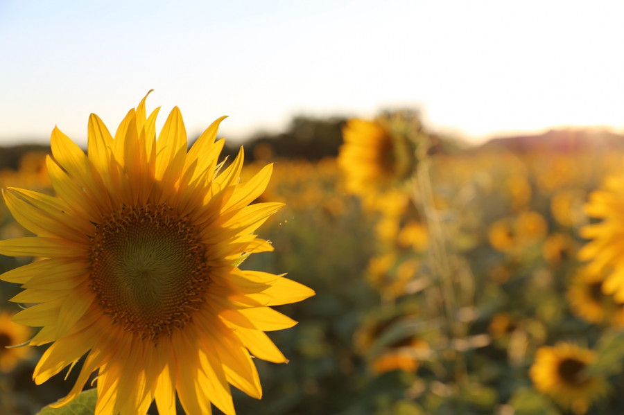 Asaja cordoba campaña girasol oleo040924