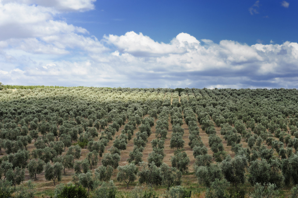 Agroseguro olivar septiembre25 oleo050924