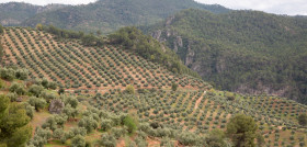 Olivar de Montaña Sierra de Segura oleo190924