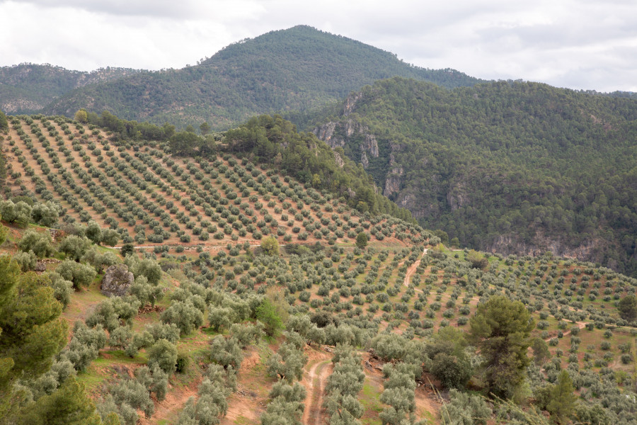 Olivar de Montaña Sierra de Segura oleo190924